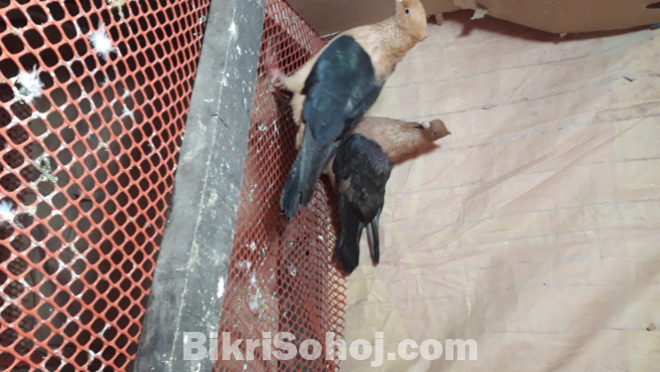 ব্লেক গোল্ড আর্চ এঞ্জেল কবুতর
